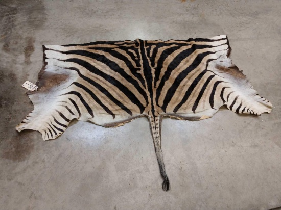 Zebra Back Skin Taxidermy