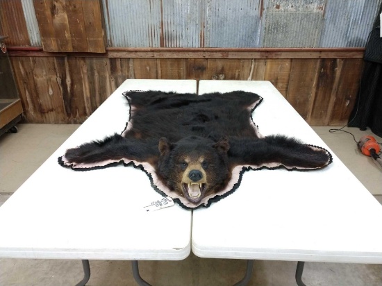 Black Bear Rug Taxidermy