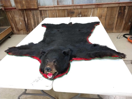 Black Bear Rug Taxidermy