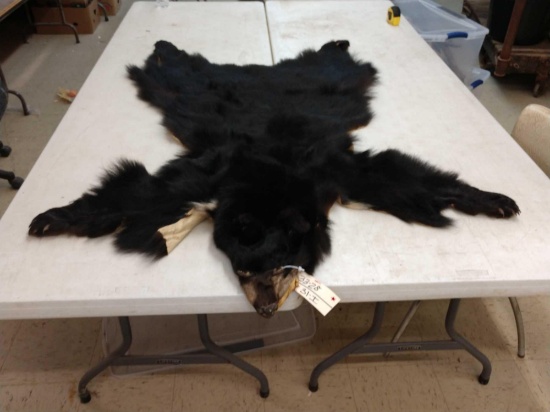 Tanned Black Bear Skin Taxidermy