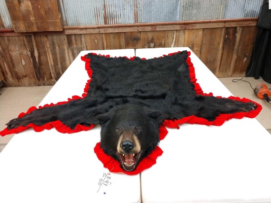 Black Bear Rug Taxidermy