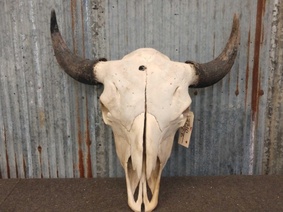 Large Herd Bull America Bison Buffalo Skull Taxidermy