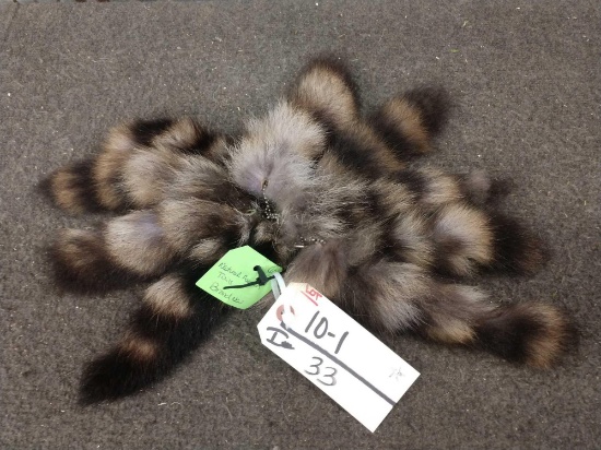10 Raccoon Tails Taxidermy