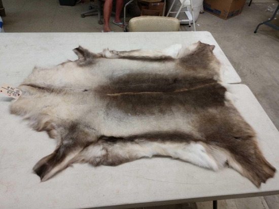 Soft Tanned Caribou Skin Taxidermy