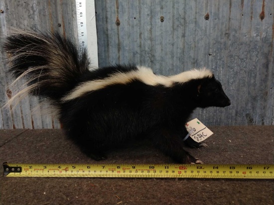 Skunk Full Body Taxidermy Mount