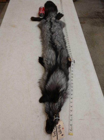 Soft Tanned Silver Fox Fur Taxidermy