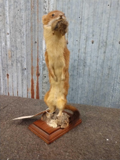 Weasel Full Body Taxidermy Mount
