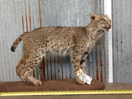 Bobcat Full Body Taxidermy Mount