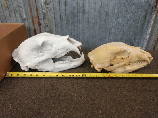 2 Black Bear Skulls Taxidermy