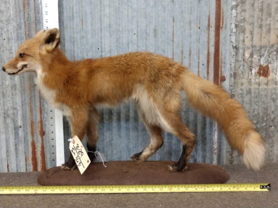 Red Fox Full Body Taxidermy Mount