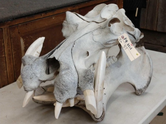 Big Hippopotamus Skull Taxidermy
