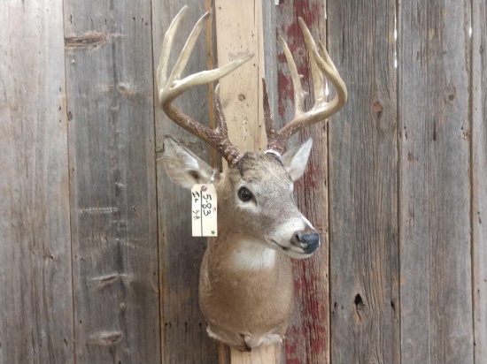 5x5 Whitetail Shoulder Mount Taxidermy