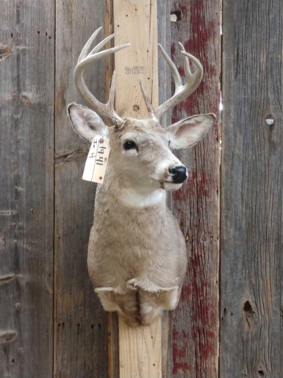 4x4 Whitetail Taxidermy Mount