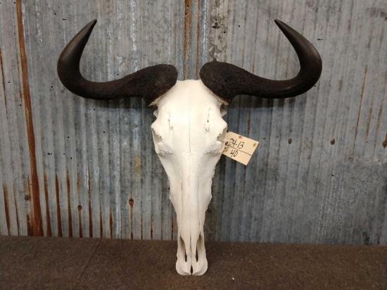 African Wildebeest Skull Taxidermy