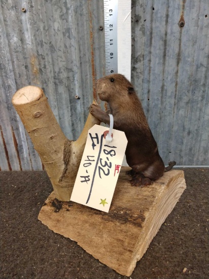 Baby Beaver Full Body Taxidermy Mount