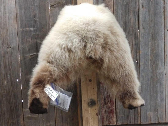 Grizzly Bear Rump & Back Legs Taxidermy