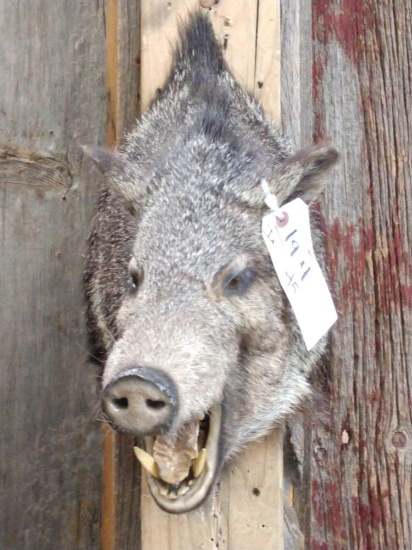 Javelina Shoulder Mount Taxidermy