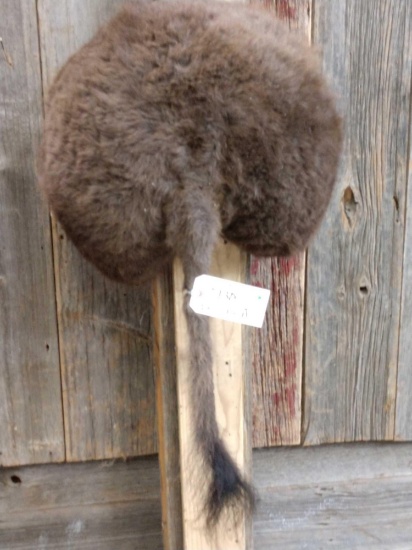 Buffalo Bison Rump Taxidermy