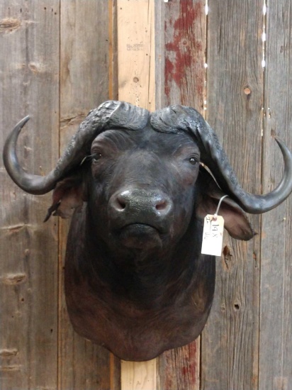 African Cape Buffalo Shoulder Mount Taxidermy