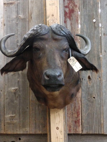 African Cape Buffalo Shoulder Mount Taxidermy