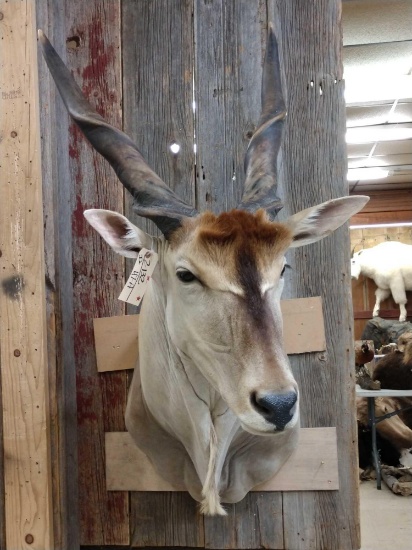 African Eland Shoulder Mount Taxidermy