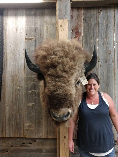 BIG Herd Bull America Bison Buffalo Shoulder Mount Taxidermy