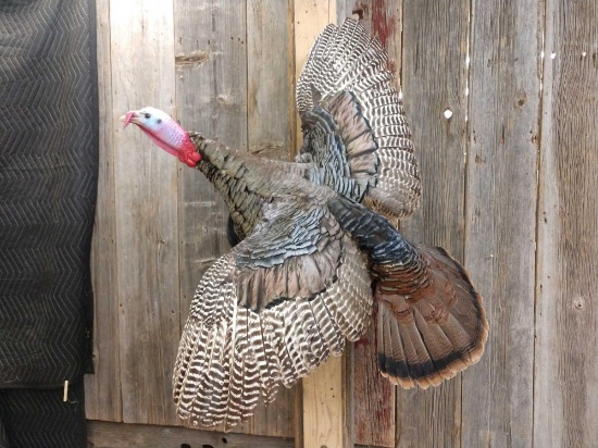 Flying Turkey Full Body Taxidermy Mount