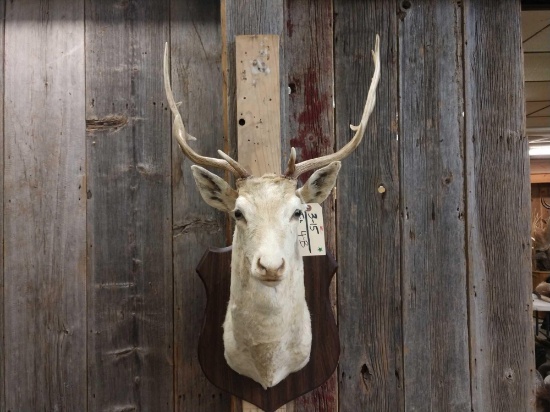 Fallow Deer Shoulder Mount Taxidermy