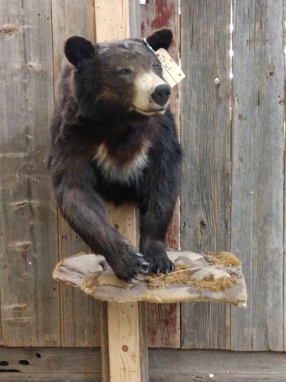 Black Bear Half body Taxidermy Mount