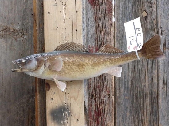 19" Walleye Real Skin Fish Taxidermy
