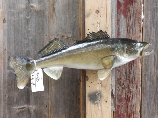 30" Walleye Real Skin Fish Taxidermy