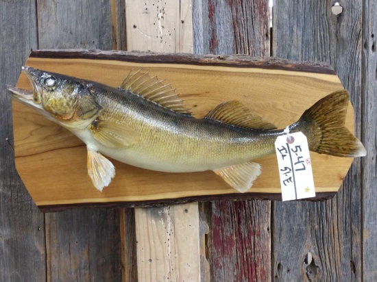 28" Walleye Real Skin Fish Taxidermy