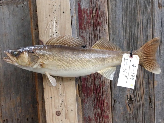 24" Walleye Real Skin Fish Taxidermy