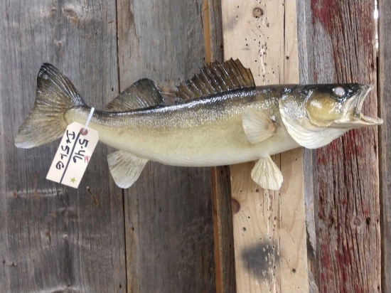 26" Walleye Real Skin Fish Taxidermy