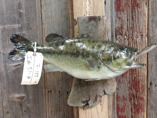 21" Largemouth bass Real Skin Fish Taxidermy
