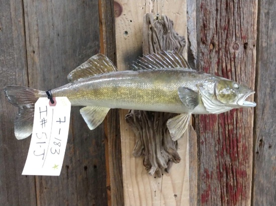 18" Walleye Real Skin Fish Taxidermy