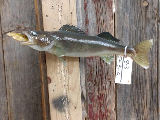 19" Walleye Eating A Perch Real Skin Fish Taxidermy