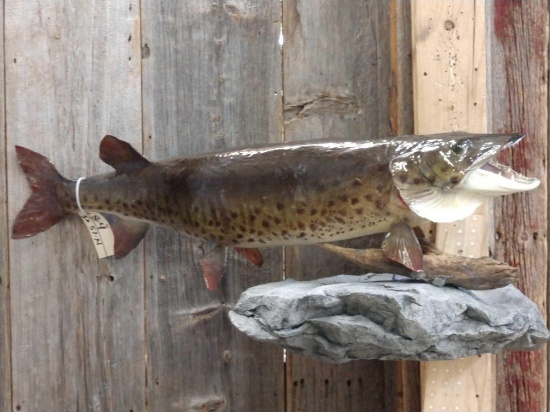 47" Muskie Real Skin Fish Taxidermy