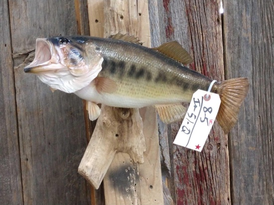 19" Largemouth Bass Real Skin Fish Taxidermy