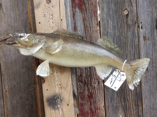 24" Walleye Real Skin Fish Taxidermy
