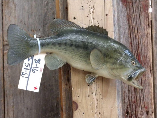 17" Largemouth Bass Real Skin Fish Taxidermy