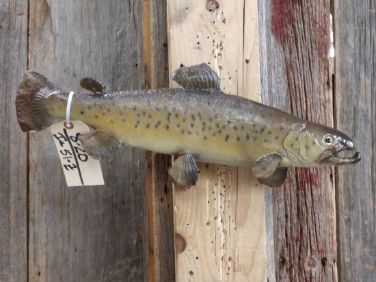 20" Brown Trout Real Skin Fish Taxidermy