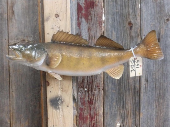30" Walleye Real Skin Fish Taxidermy
