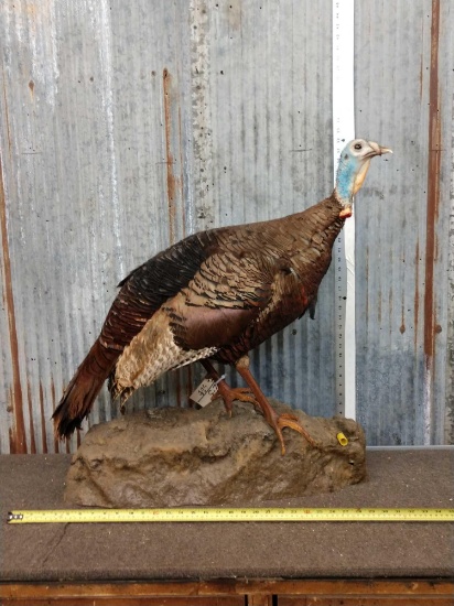 Turkey Full Body Taxidermy Mount