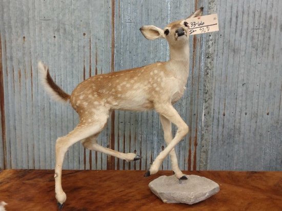 Whitetail Fawn Full Body Taxidermy Mount