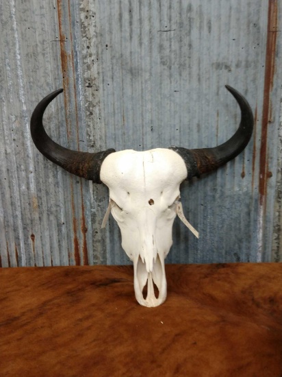 African Cape Buffalo Cow Skull Taxidermy