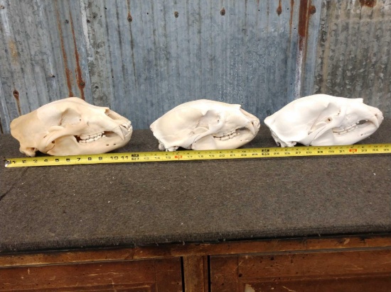 3 Nice Black Bear Skulls Taxidermy