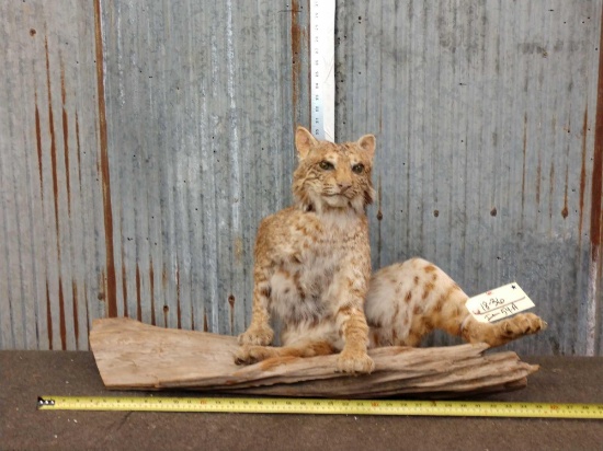Bobcat Full Body Taxidermy Mount