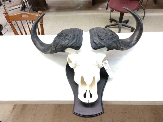 Reproduction Cape Buffalo Skull
