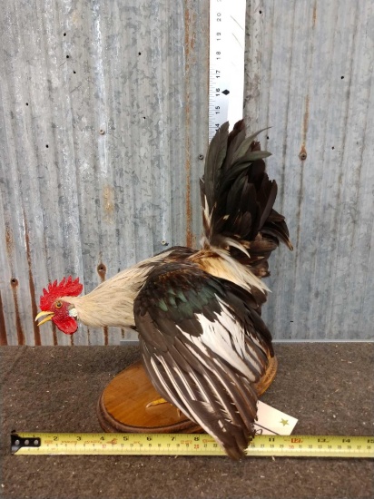 Bantam Rooster Taxidermy Mount